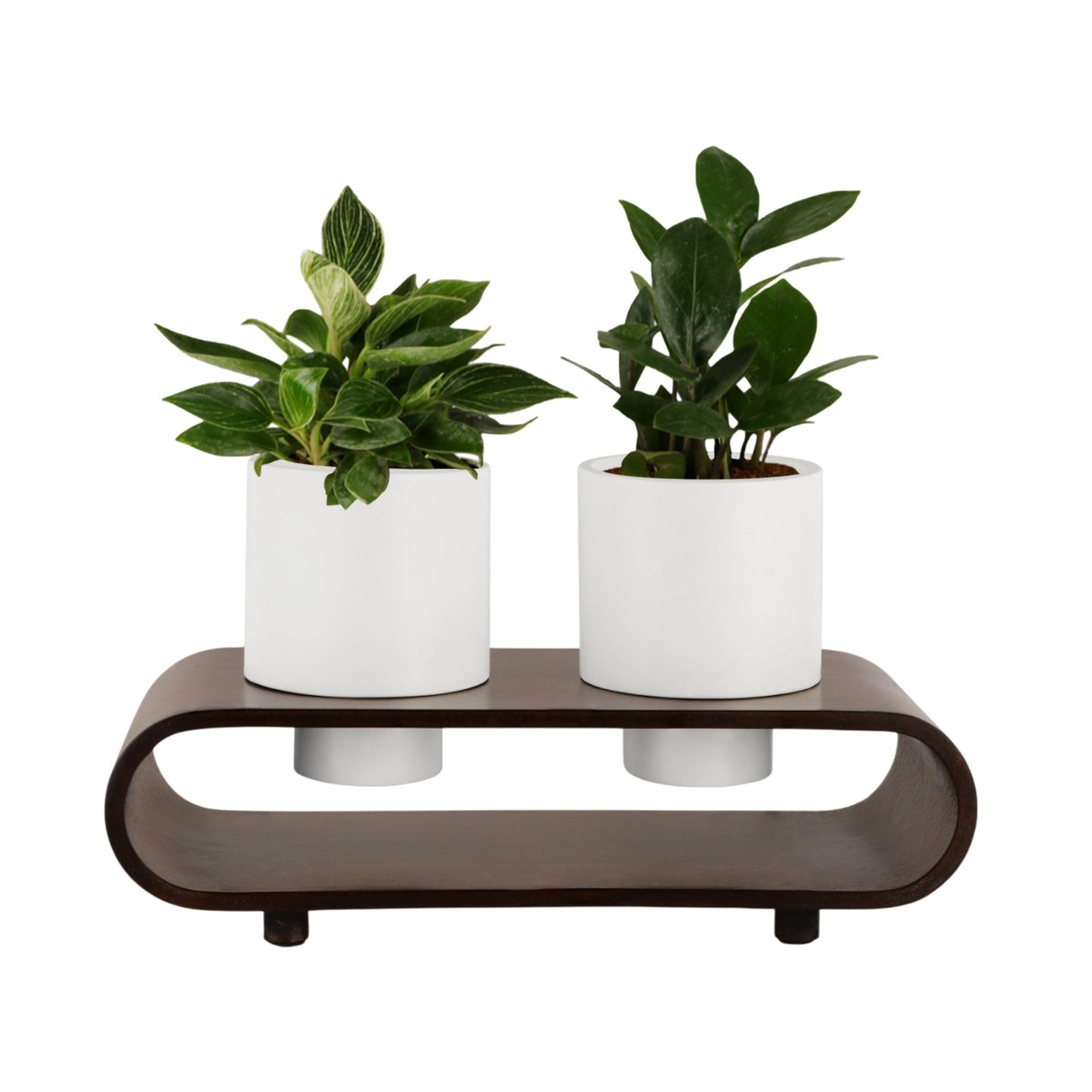 0502 White Dark Walnut Twin Pots on Oval Stand  - WG, Front View, Plants