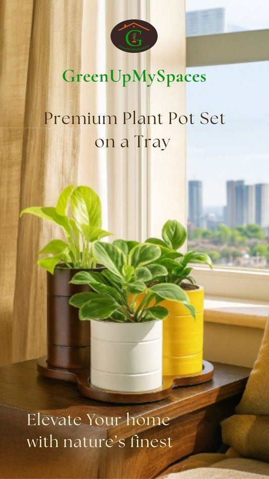 Trio-Pot  Multicolor Table Planter Set And Desk Organizer